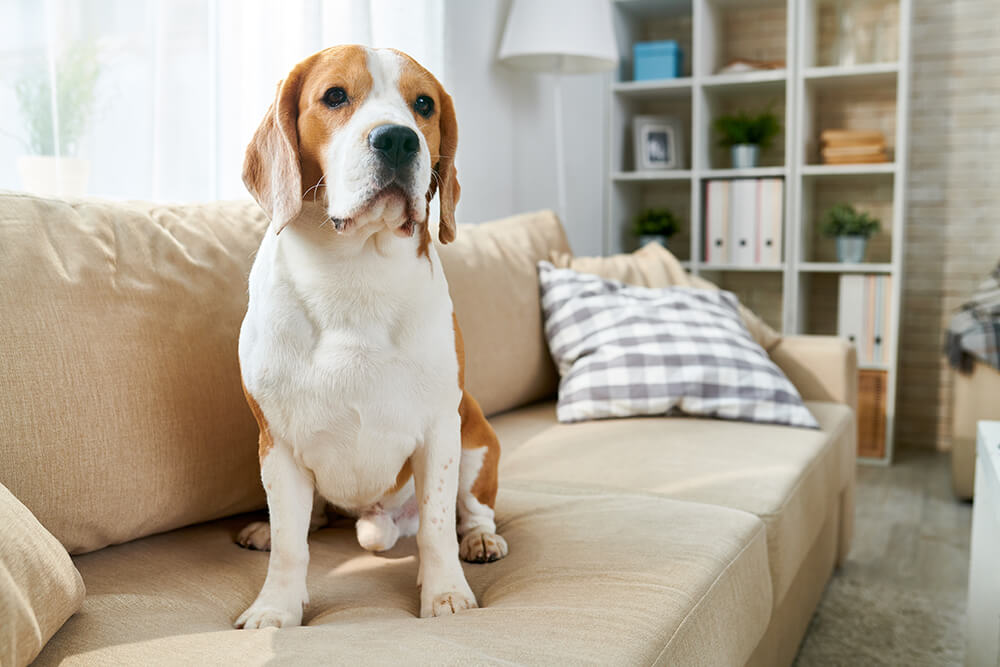 Fido & Fine Furniture: Can They Coexist?