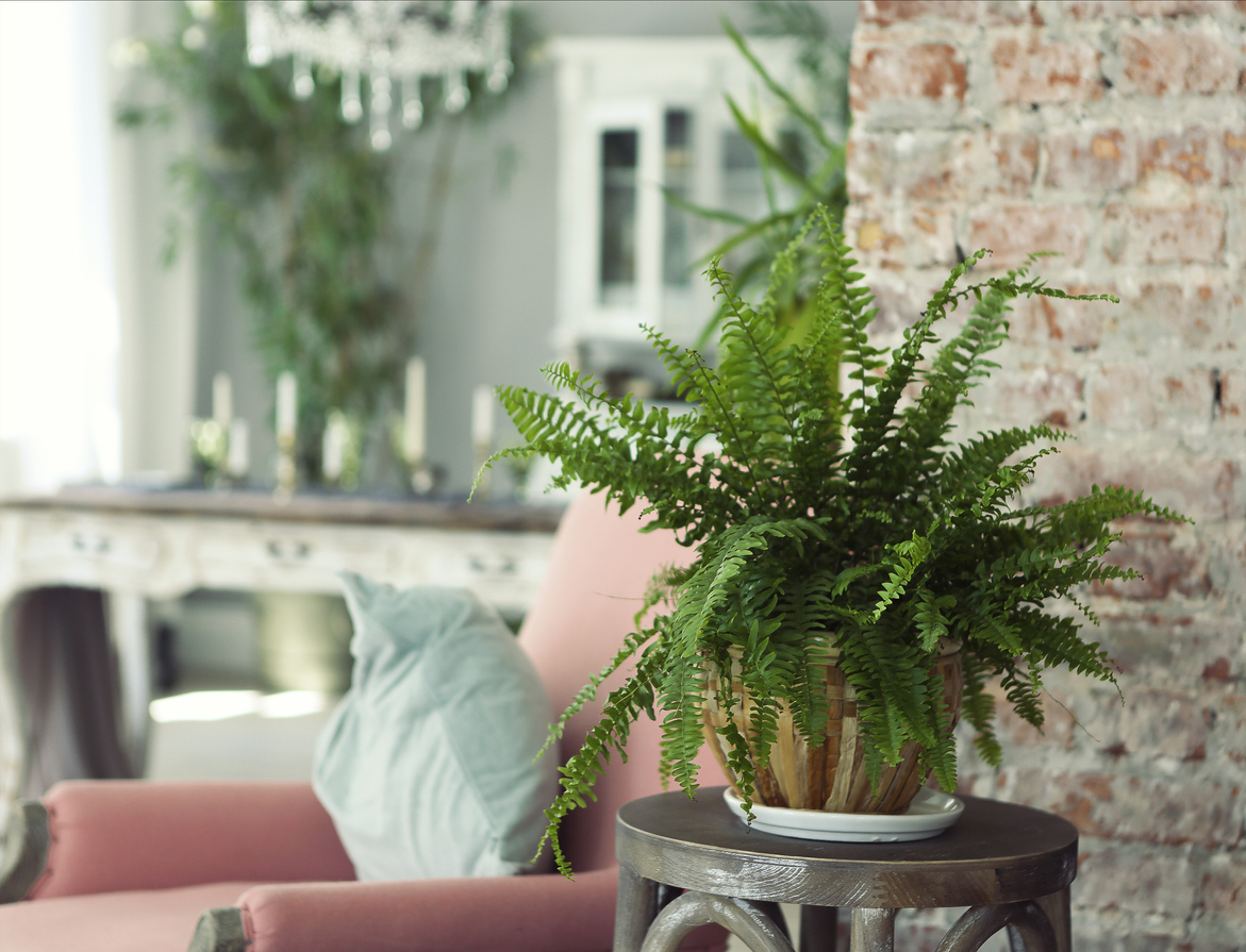 house plants sitting in the living room
