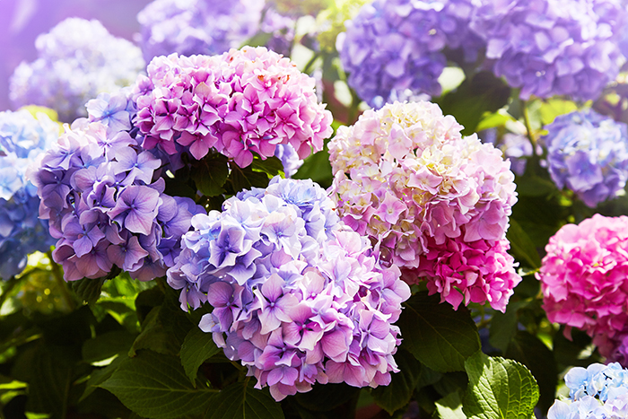 Hydrangea