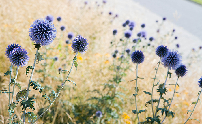 Blue Dried Echinops Globe Thistles