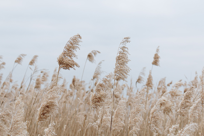 Pampa Grass